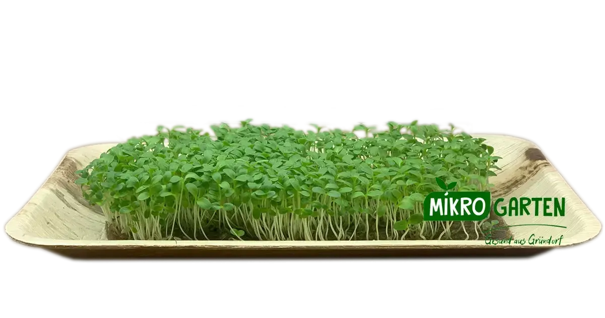Lattich Microgreens in Wien kaufen, via Mikrogarten Shop bestellen