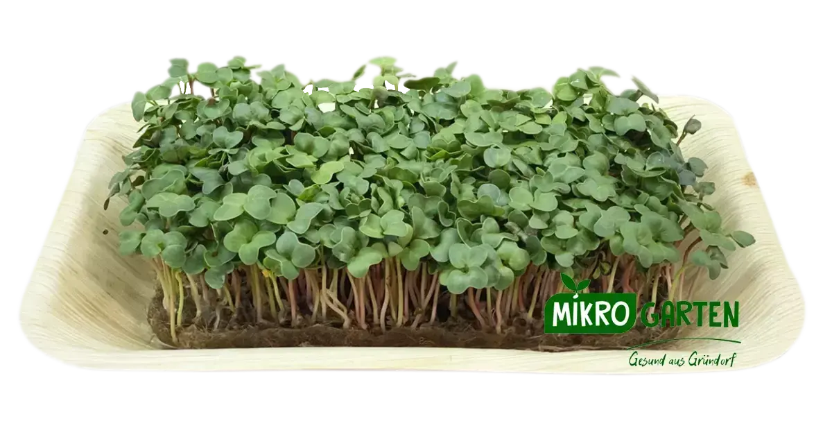 Radieschen Gruen  Microgreens in Wien kaufen, via Mikrogarten Shop bestellen