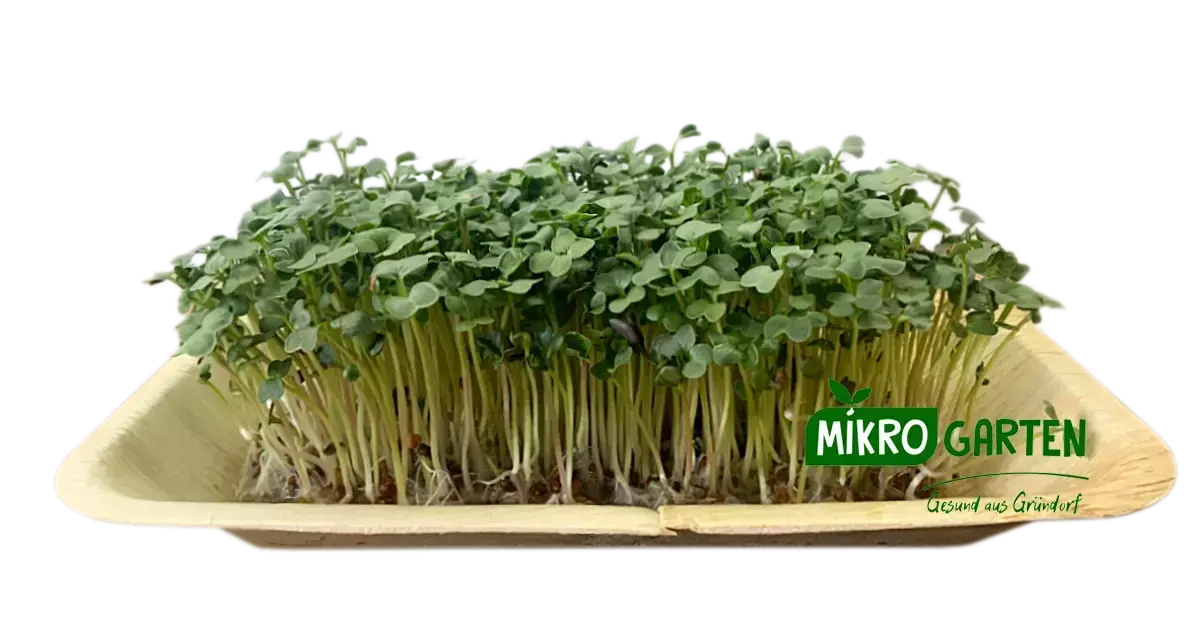 Rettich Microgreens in Wien kaufen, via Mikrogarten Shop bestellen