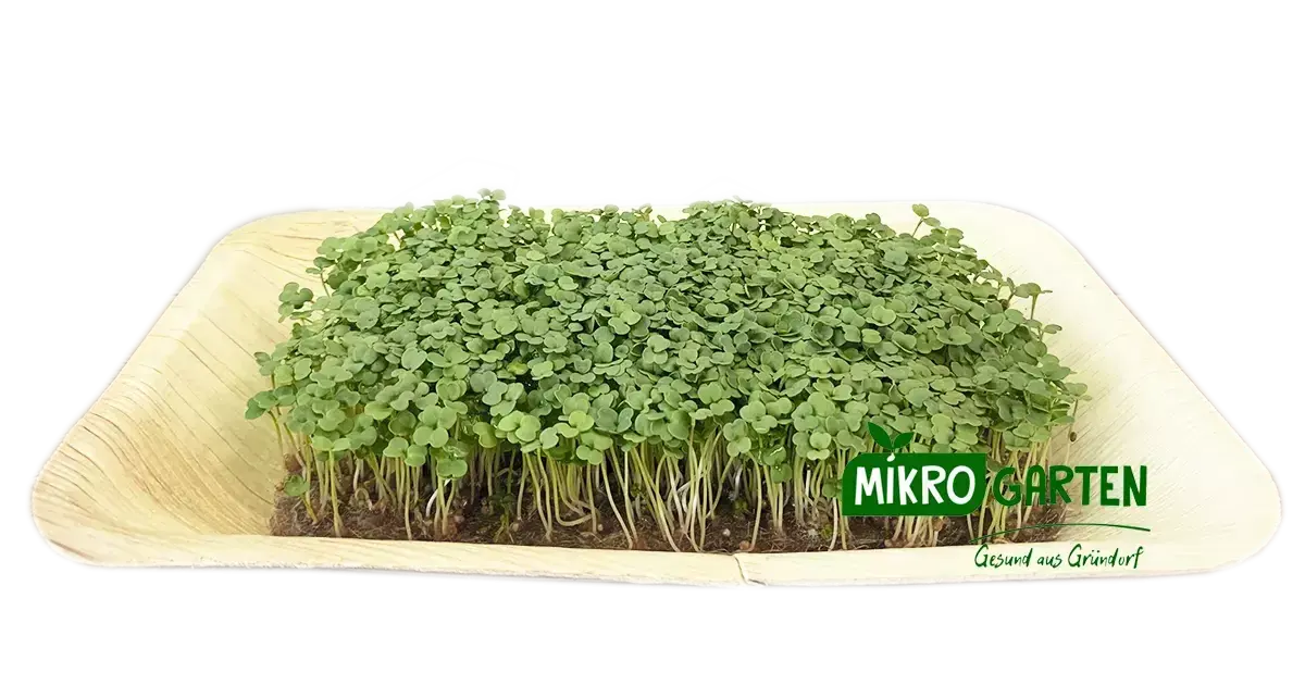 Rucola Microgreens in Wien kaufen, via Mikrogarten Shop bestellen