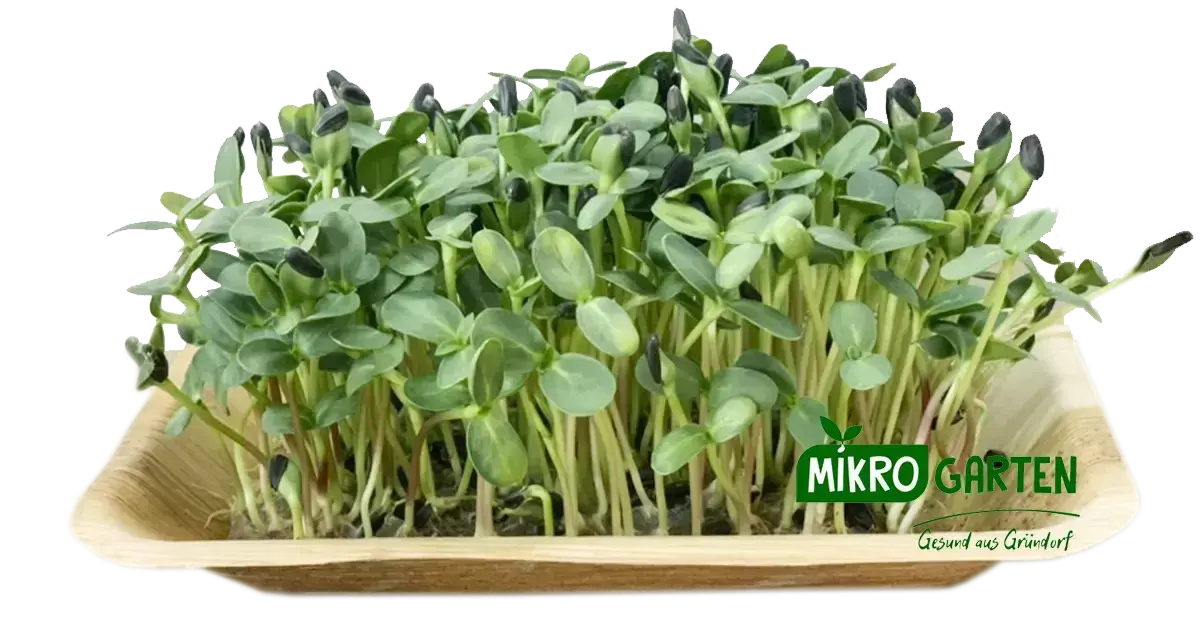 Sonnenblumen Microgreens in Wien kaufen, via Mikrogarten Shop bestellen