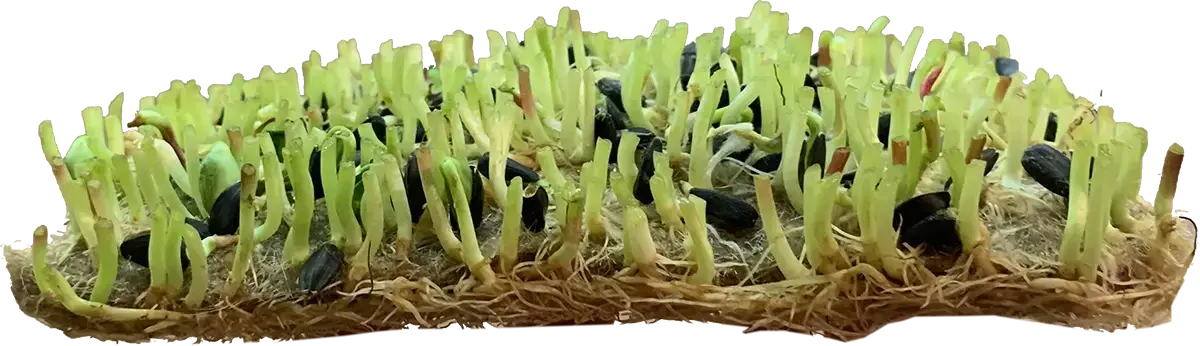 Umweltschutz microgreens, Biomuhl, Mikrogarten in Wien