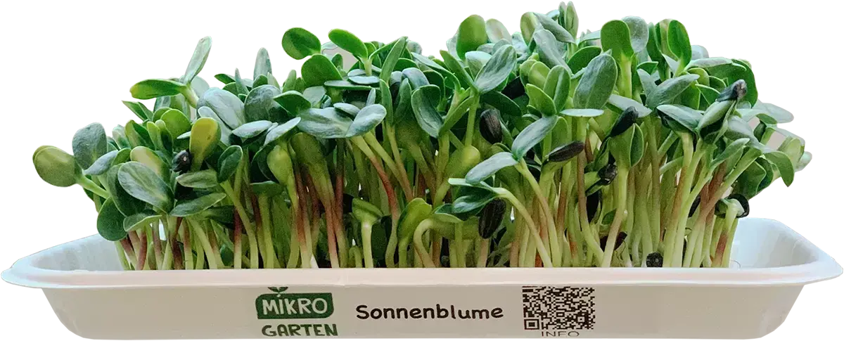 Umweltschutz Microgreens, Mikrogarten in Wien