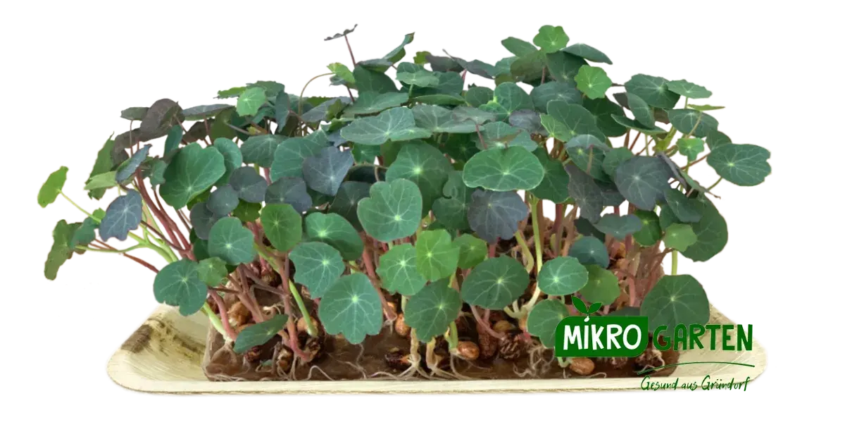 Kapuzinerkresse Microgreens in Wien kaufen, via Mikrogarten Shop bestellen