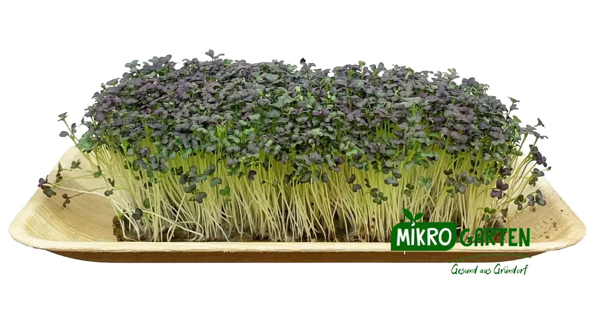 Mizuna - Microgreens markt Wien