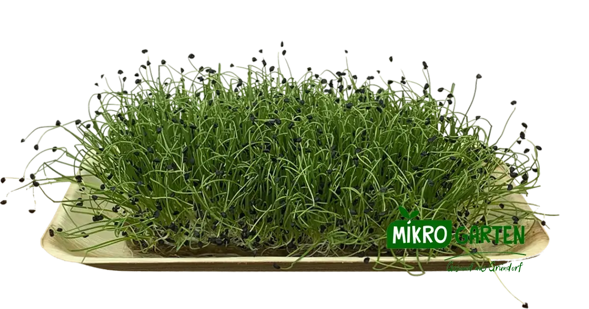 Zwiebel Microgreens in Wien kaufen, via Mikrogarten Shop bestellen